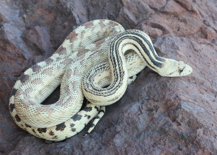 Great Basin Gopher Snake